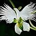 Produktbild Pinkdose 100pcs Japanese Radiata Seeds, White Egret Orchid Seeds Bonsai Indoor Outdoor Flower Seed-Easy Grow- DIY Home Garden