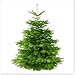Produktbild Echter Weihnachtsbaum - Nordmanntanne -aus dem Sauerland 150-170 cm