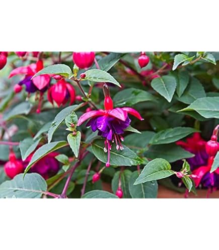 18 Best Annuals To Grow In Hanging Baskets