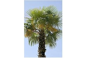 RP Seeds Phoenix dactylifera (Date Palm) - 10 Seeds