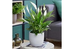 Carbeth Plants Spathiphyllum Peace Lily Indoor Plant in 9cm Pot – Air Purifying Houseplant for Home or Office – Low Maintenance – 1 Live Plant
