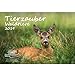 Produktbild Tierzauber Waldtiere · DIN A4 · Premium Kalender 2019 · Reh · Wild · Fuchs · Hase · Eichhörnchen · Wald · Natur · Tiere · Edition Seelenzauber
