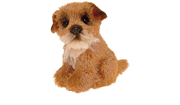 toy border terrier