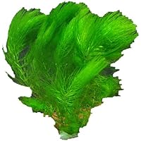 Aquariumpflanzen Ceratophyllum demersum, Hornkraut, Wasserpflanzen