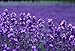 Alteya Organic Bulgarian Flower Water Spray 100 ml - Lavender (Lavandula angustifolia) - Antiseptic