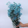 YIWOYI Natural Gypsophila Dried Flowers, Natural Fresh Gypsophila Paniculata Breath Flower Bouquets Gift for Wedding Decoration Home Decor (sapphire,40-55cm 80g)
