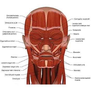 Stocktrek Images - Facial muscles of the human face (with labels