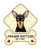 prager rattler langhaar Material : Kunststoff SAB Hundeschild mit Saugnäpfen für die Autoscheibe PRAGER RATTLER 41