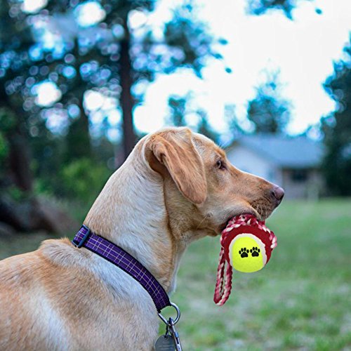 Pet-Dog-Rope-Toy-for-Small-to-Medium-Dogs-Set-of-10-Variety-Training-Toy-Gift-Set-for-Puppy-Doggie-Teeth-Cleaning-Assortment-of-Tassels-Tug-Rope-Chew-Cutton-Ball-Rubber-Dental-Toy