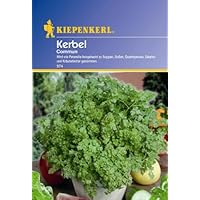 Kiepenkerl Kerbel Einjährig