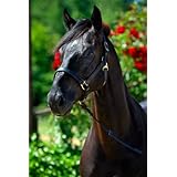 Stübben Stallhalfter NT