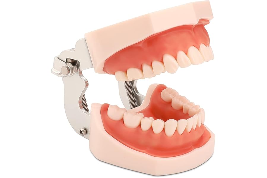 faruijie Dental Typodont Teeth Model - Dental Practice Teeth Model Dental Tooth Model Dental Education 32 PCS Spare Teeth for Dentists Students Kids