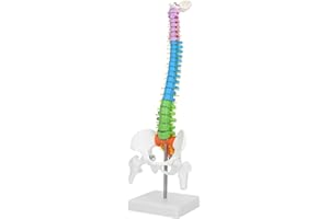 TYENAZA Colonna Vertebrale Modello Anatomico, 45 cm/17,7 Pollici Colonna Vertebrale Colorata Anatomica, Scheletro Flessibile Colorato con Femore del Bacino