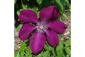 Clematide Rouge Cardinal - Vaso 1,5 litro (Pianta rampicante - Clematis - Resistenza al freddo: Ottima - Pianta adulta) - Pergola, Balconi e terrazze | ClematisOnline