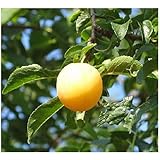 Zibarte Prunus domestica subsp. prisca Pflanze 15-20cm Ziparte Zippate Pflaume