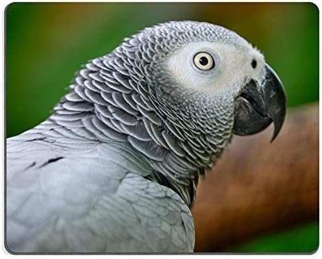 Jun xt Mousepads Beautiful grey parrot African Grey Parrot Psittacus erithacus face profile IMAGE 21065755 Customized Art Desktop Laptop Gaming mouse Pad by Jun xt