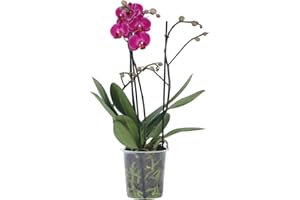 Plant in a Box - Phalaenopsis Multiflora - Orchidée Pourpre - Plante d'intérieur à fleurs - Aime les chats - Pot 12cm - Hauteur 35-45cm