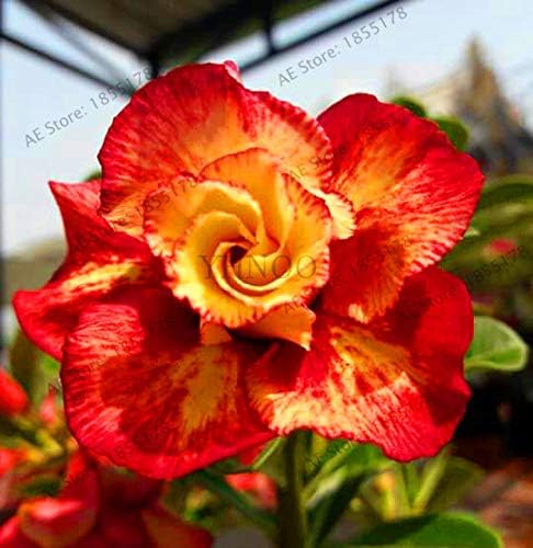 New Arrival!1pcs Dwarf Desert Rose Tree Bonsai Easy to Grow Interesting Unique for Home Garden,#FNHM24