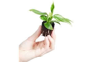 PLNTS - Baby Philodendron White Princess - plante d'intérieur - 2 cm boutures - Hauteur 8 cm