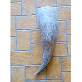 Trinkhorn Leif Erikson, natur, ca. 7,5 Liter Volumen, trinkfertig versiegelt, ein echter Wikinger, Sippenhorn, Riesenhorn, Naturhorn, Watussi Horn, Gruppenhorn. LARP Horn, EINZELSTÜCK