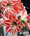Produktbild Portal Cool Birne 34/36: Amaryllis Hippeastrum Fairytail Große Birnen-Größe 34/36