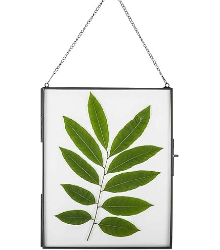 25 x 20 cm fotolijsten gemaakt van koper messing hangende drijvende glazen fotolijst goud geometrisch ornament plant specimen clip moderne verticale decor kaart kunstwerk fotodisplayhouder, alleen