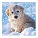 Produktbild Susy Card 11427622 Grußkarte Weihnachten 3D Snow puppy