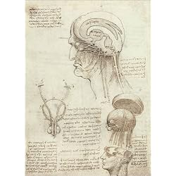 Póster 30 x 40 cm: Brain and Skull de Leonardo da Vinci