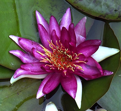 Nymphaea - Seerose " Newton "