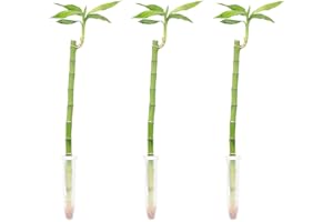 FLOWERBOX Lucky Bamboo Lot de 3 bambous droits Hauteur env. 50 cm Diamètre du pot 5 cm