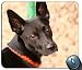 Produktbild Maulkorb für Hunde Halsband 108296 Generic Maßgeschneiderte Gummi Mauspad Gaming Mauspad