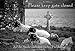 Cover zum Buch Please keep gate closed: Auf der Such...