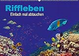 Riffleben - Einfach mal abtauchen (Wandkalender 2020 DIN A2 quer) by