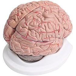 Modelo anatómico de cerebro humano con arterias (8 piezas)