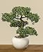Produktbild Unbekannt Bonsai im Topf H33cm (Buchsbaum)