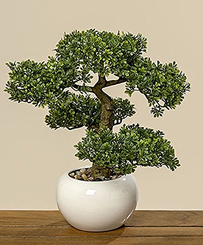 Preisvergleich Produktbild Unbekannt Bonsai im Topf H33cm (Buchsbaum)