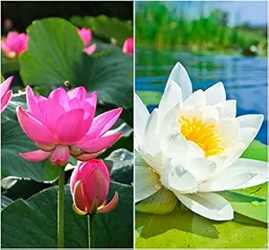 OhhSome Flower Seeds : Lotus Flower Seeds Pink & White Colors Flower Seeds For 15 Seeds- Seeds For Planting Garden [Home Garden Seeds Eco Pack Plant Seeds - Eco