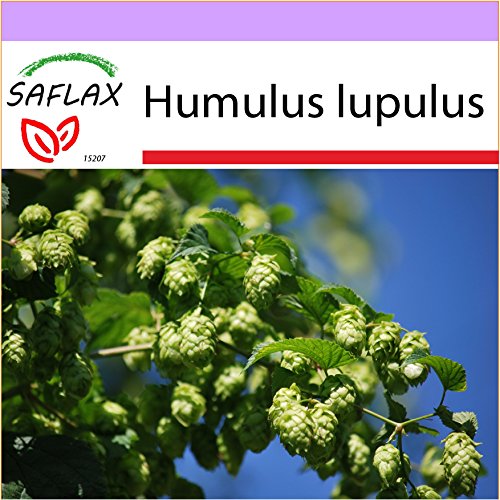 SAFLAX - Heilpflanzen - Echter Hopfen - 50 Samen - Humulus lupulus