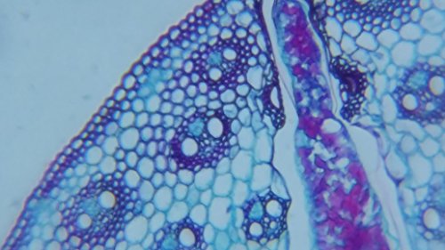 Blips Ultra Labkit - Kit da tavolo per trasformare lo smartphone in microscopio