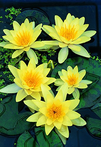 5 gelbe Seerose Nymphaea Sp Pad Pond Blumensamen durch Live-Samen - 2