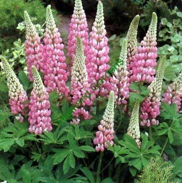 SeeKayLupin 'Russel' The Chatelaine - 20 Seeds