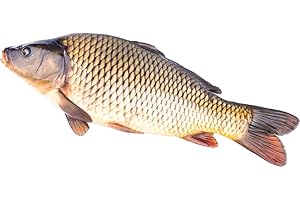 LONDON GROCERY Whole Fresh Carp ~2-3 kg