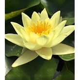 3 Adet Sarı Lotus Tohumu Nil&uuml;fer Tohumu