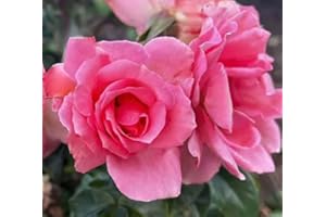 THE GARDEN ROSE COMPANY My Lovely Nan - Potted Rose - Hybrid Tea