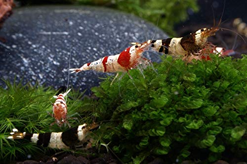 Garnelen Tom Bunte Bienengarnelen (DNZ) 10 Stück