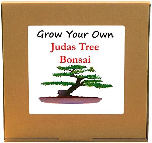Grow Your Own Judas Bonsai Tree Kit – Unusual, Unique and Quirky Complete Beginner Friendly Indoor Gardening Gift for Men, Women or Children