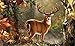 Produktbild Northwest Art Mall dg-6533 wdecki dreibinden Deer Herbst Print von Künstler Dona Gelsinger:, 11 von 43 cm