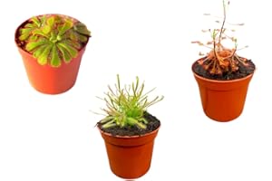 CAMBRIDGE BEE 3 x Mix Drosera Plants - Sundew Carnivorous Plants - in - 9cm Pots Indoor/Outdoor Plants