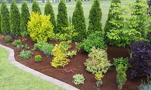 Torf Ersatz 10 x 650g = 90 L Kokoserde Blumenerde ungedüngt & torffrei – Pflanzerde für Obst, Gemüse, Zierpflanzen und Exoten - 3