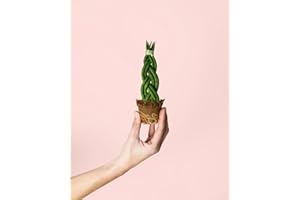 Sansevieria Trenzada | Mini Plantas Naturales Interior | Pur Plant